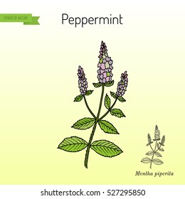 Peppermint with leaves and flowers, hand drawn botanical vector illustration