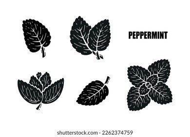 Peppermint Leaves. Fresh Mint Leaf Set. Medicinal Plants and Spicy Herbs. Black and White Vector illustration