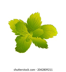 Pfefferminzblätter einzeln auf weißem Hintergrund. Grünkraut, Vektorgrafik.