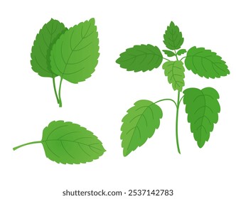 Peppermint leaves and plant. Hand drawn vector illustration