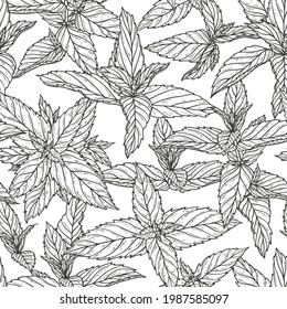 La menta de pimienta deja un patrón sin foco. Fondo floral con hoja de menta fresca dibujada a mano. Vector de plantas medicinales o hierbas picantes. 