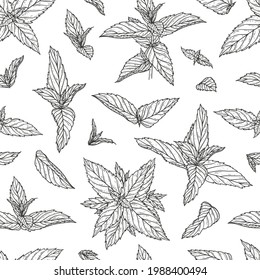 Peppermint Leaves Seamless Pattern. Floral Background with Hand Drawn Fresh Mint Leaf . Medicinal Plants or Spicy Herbs Vector illustration