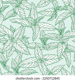 Peppermint Leaves Seamless Pattern. Floral Green Background with Hand Drawn Fresh Mint Leaf. Medicinal Plant or Spicy Herbs Vector illustration