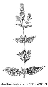 Peppermint (Mentha piperita) is an aromatic plant, created from the blending of watermint and spearmint. It is used in the production of peppermint oil by distillation, vintage 