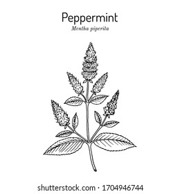 Peppermint (Mentha piperita) with leaves and flowers, hand drawn botanical vector illustration