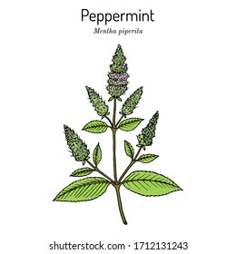 Peppermint (Mentha piperita) with leaves and flowers, hand drawn botanical vector illustration