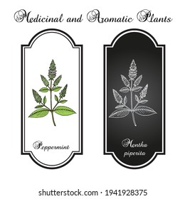 Peppermint (Mentha piperita) with leaves and flowers, hand drawn botanical vector illustration