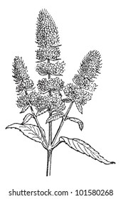 Peppermint or Mentha piperita, showing flowers, vintage engraved illustration. Dictionary of Words and Things - Larive and Fleury - 1895