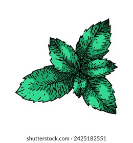 peppermint mint hand drawn. leaves menthol, fresh view, spearmint herb peppermint mint vector sketch. isolated color illustration