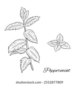 Peppermint mint outlines botanic natural