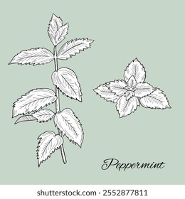 Peppermint mint outlines botanic natural