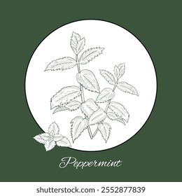 Peppermint mint outlines botanic natural logo card