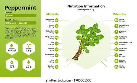 Pfefferminze und ihre Ernährungseigenschaften - Vektorgrafik