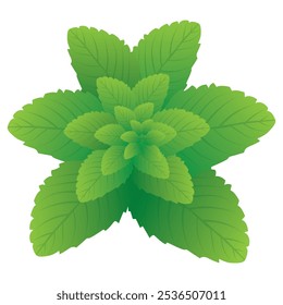 peppermint on white background vector design