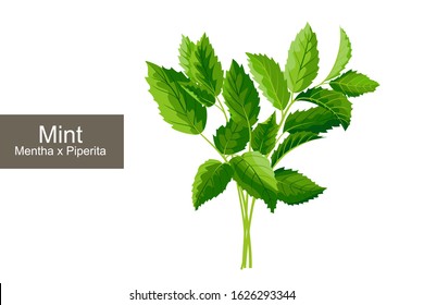 Peppermint Plant green leaves vector illustration on a white background.