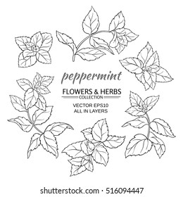 peppermint plant vector set on white background