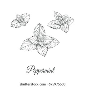 Peppermint Set. Collection of peppermint vector illustration. Peppermint skech