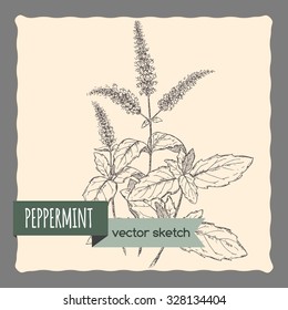 Peppermint sketch. Green apothecary series. Great for traditional medicine, gardening or cooking design. 