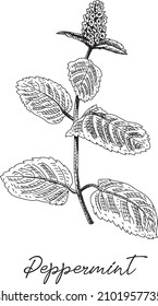 Peppermint Sketchy Peppermint, medicinal herb. Mint Leaf - Culinary. Sketchy hand-drawn vector illustration.