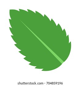 Peppermint / Spearmint mint or mentha leaf flat vector color icon for apps and websites