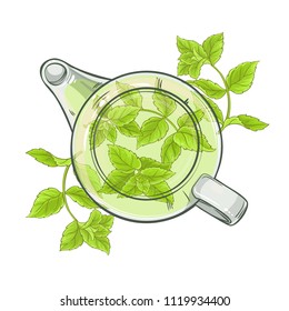 peppermint tea vector