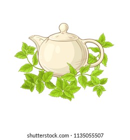 peppermint tea vector