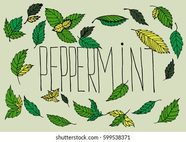 Peppermint. Vector illustration. Hand drawing font
