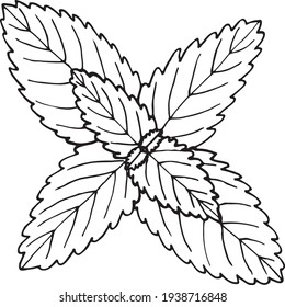 Peppermint in a vector style isolated. Black and white sketch. Mint Illustration
