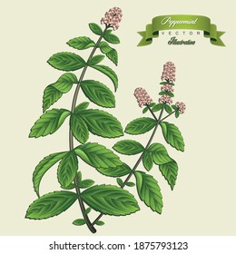 Pfefferminz Vintage handgezeichnete medizinische Vektorgrafiken. Pharmakologische, botanische Hypericum-Pflanze handgezeichnet. Vektorretro Pfefferminzziehen. 