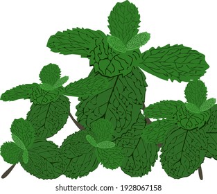 peppermint,Green leaves Vector illustration Food ingredients