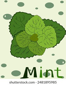 peppermint,Green leaves,Mint, Mint family, holy basil, leaves have a scent, vector illustration of leaves