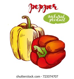 peppers bell vegetable set hand drawn vector illustration realistic sketch