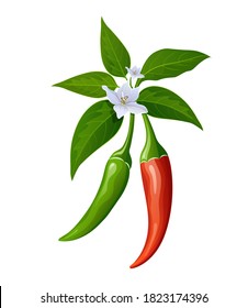 Peppers red and green fresh with leaves and flower design, isolated on white background, Eps 10 vector illustration