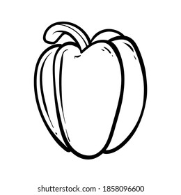 peppers. Vector illustration of sweet pepper. Hand drawn pepper. Sketch paprika. pepper line art