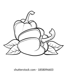 peppers. Vector illustration of sweet pepper. Hand drawn pepper. Sketch paprika. pepper line art