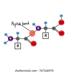 Peptide Bond Of Amino Acid 