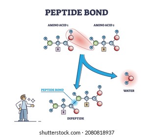 Peptide bond as amino acids formation in protein biosynthesis reaction outline diagram. Labeled educational biochemical process explanation with dipeptide, water and proteins vector illustration.