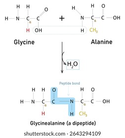 Peptide bond as amino acids formation in protein biosynthesis reaction outline diagram. Labeled educational biochemical process explanation with dipeptide, water and proteins vector illustration.