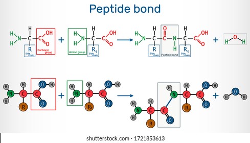 Peptide Bond. Formation Of Amide Bonds From Two Amino Acids As A Result Of Protein Biosynthesis Reaction. It Is Process Is A Dehydration Synthesis Reaction. Vector Illustration