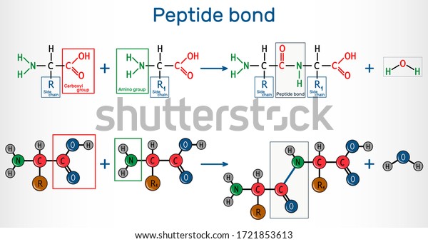 ペプチド結合 タンパク質生合成反応による2つのアミノ酸からのアミド結合の形成 これは脱水合成反応である ベクターイラスト のベクター画像素材 ロイヤリティフリー