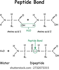 Peptide Bond Formation Dehydration Synthesis of Amino Acids