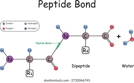 Peptide Bond Formation and Dipeptide Structure