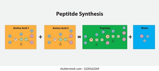 Estructura de las moléculas de síntesis de Peptide, Combinación de Ácidos Amino para convertirse en Peptide y Agua, Ilustración vectorial