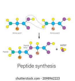 Peptide Synthesis Molecule Structure, Peptit Sentezi