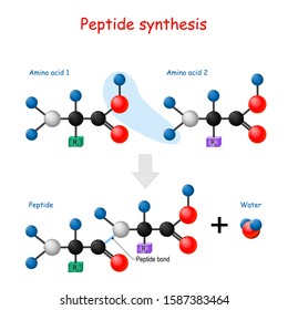 Peptide synthesis. Two amino acids combined into a peptide to form a water molecule and a peptide bond. Vector illustration for medical, educational and science use