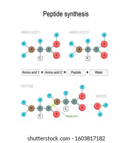 Peptide Synthesis. Two Amino Acids Combined Into A Peptide To Form A Water Molecule And A Peptide Bond. Vector Illustration For Medical, Educational And Science Use