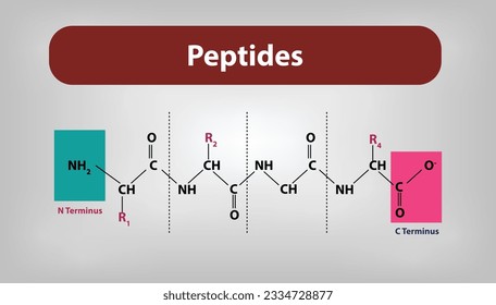 Peptides structure molecule vector and illustration