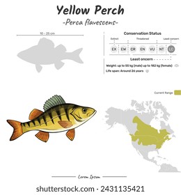 Perca flavescens yellow perch geographic range. Can be used for topics like biology, zoology. 