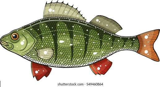 6,307 Perch fish icon Images, Stock Photos & Vectors | Shutterstock