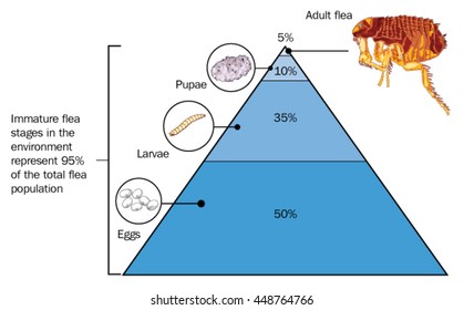 The percentage of flea stages in the environment, from egg to adult flea